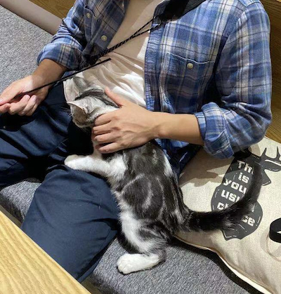 image of a kitten2